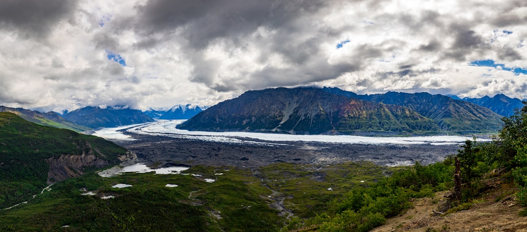 Moose Tracks: Tracing the Majestic Animal’s Footprints